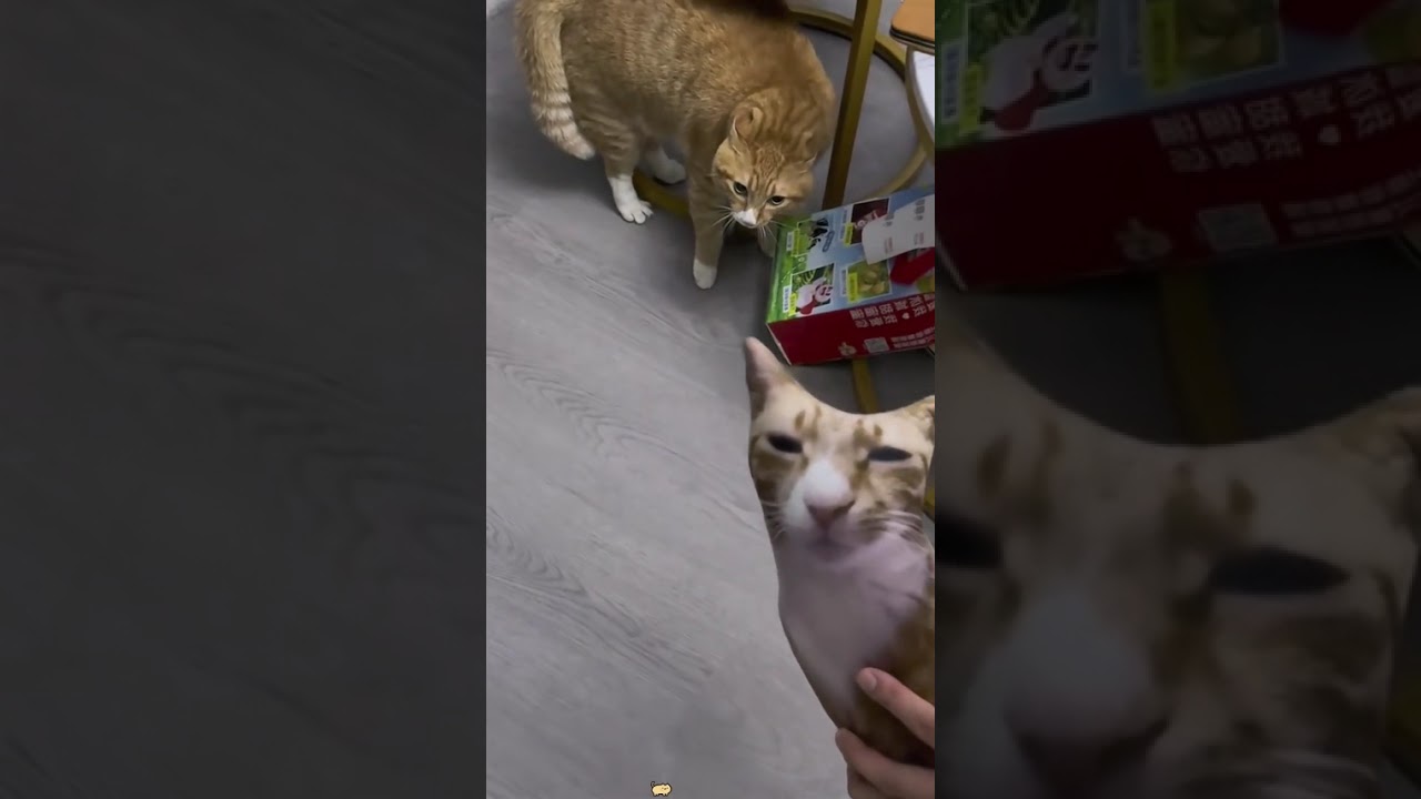 cat core compilation #cats #cat #catlover  #fyp