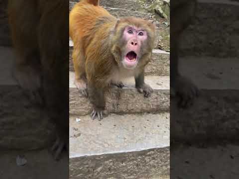 Angry Monkey