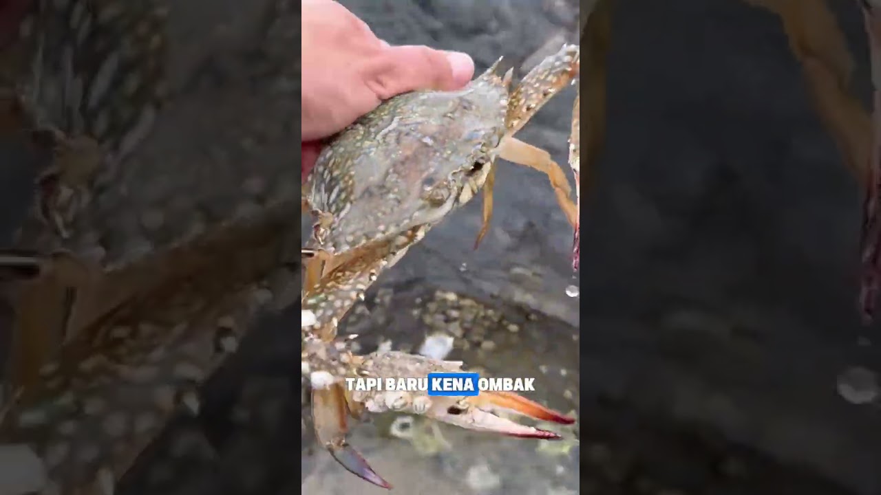 KETEMU KEPITING SENIOR DI PANTAI, DIKRITIK MALAH BILANG NDASMU?! #shorts