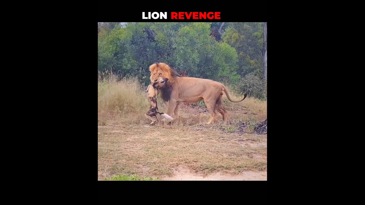Lion V/S Wild Dogs #shorts #animalshorts #animalplanet #animals #wildlife #viralshorts
