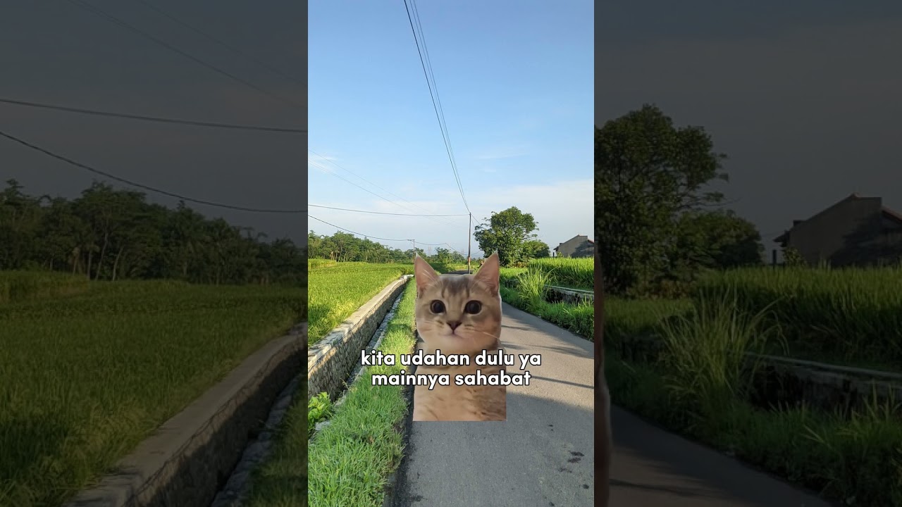 ayo kita main sahabatku😼🙌 #memekucing #cat #football #Qatar2022