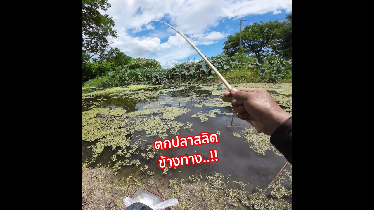 เจอที่แบบนี้ ต้องรีบเลย..!! #ออกมาหากิน #fishing #ตกปลาหน้าดิน  #ตกปลาสลิด
