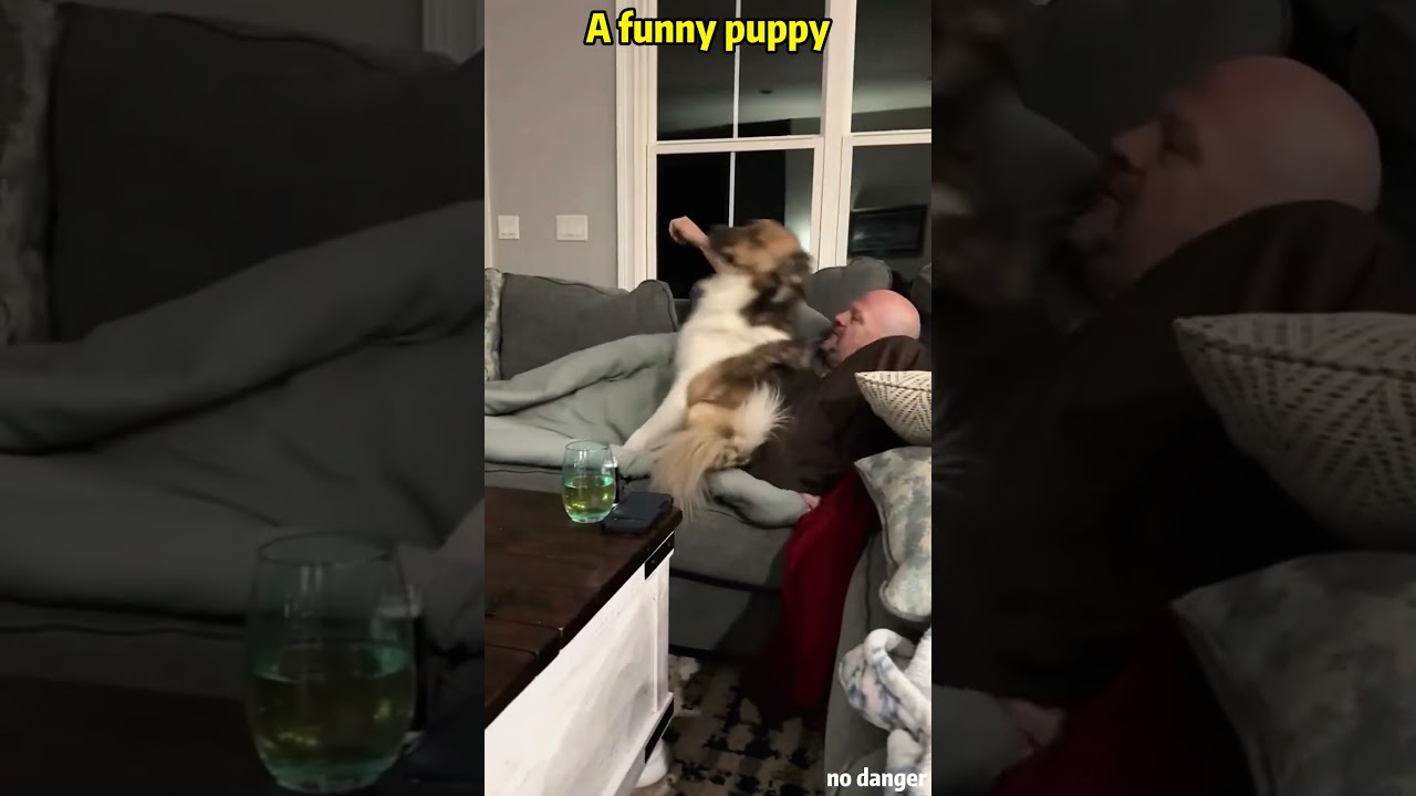 Come play with this cute puppy!#puppy #doghumor #funnydog #petlife #viralvideo