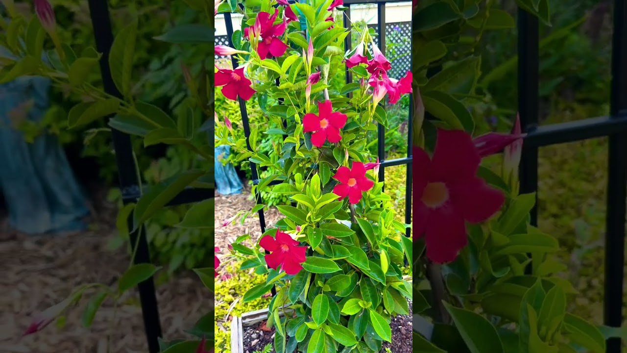 Pollinator Garden June 24 #relax #relaxing #garden #gardening #flowers #nature #plants