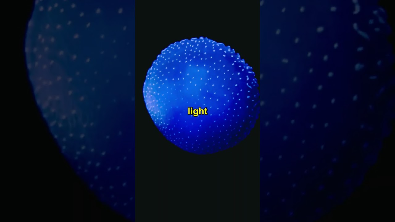 Glass Shrimp's Glow: Secret Defense System!