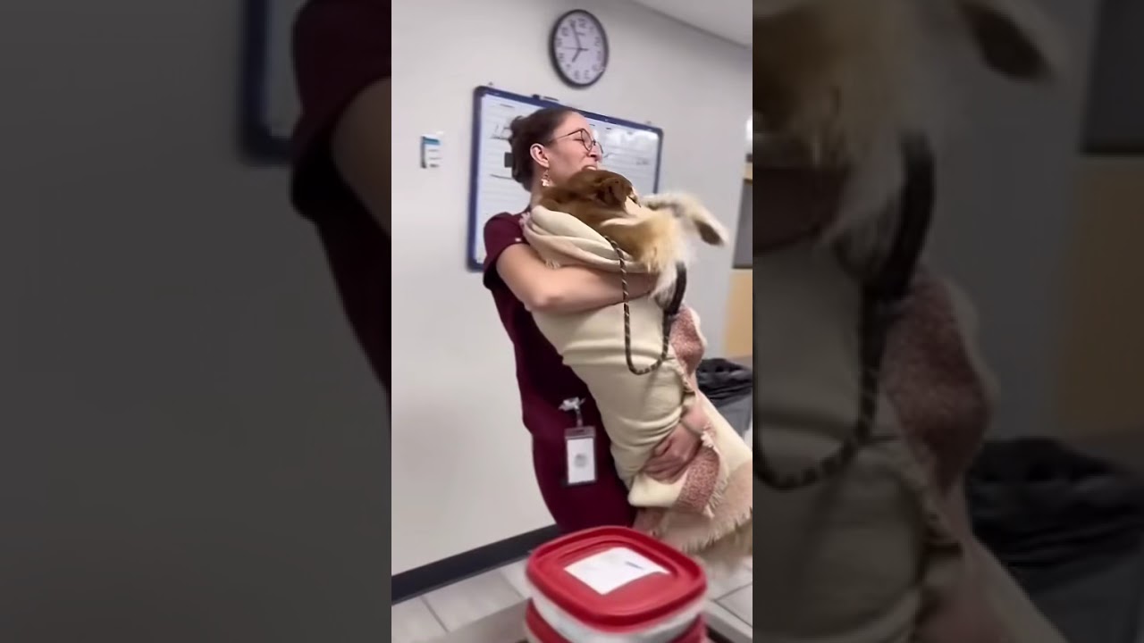When the vet returns your dog to you #fyp #funnydog #dogsoftiktok #funnyvideo #dog