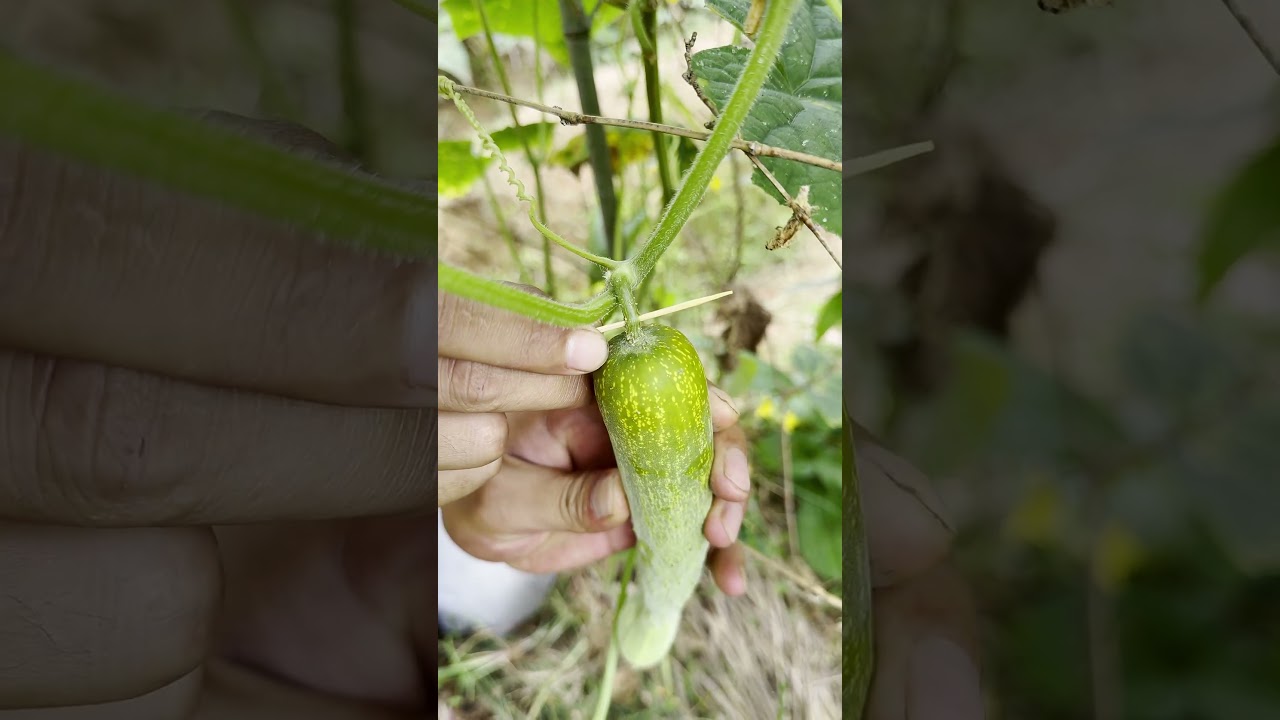 Green Tomato Secrets: When to Take Action?