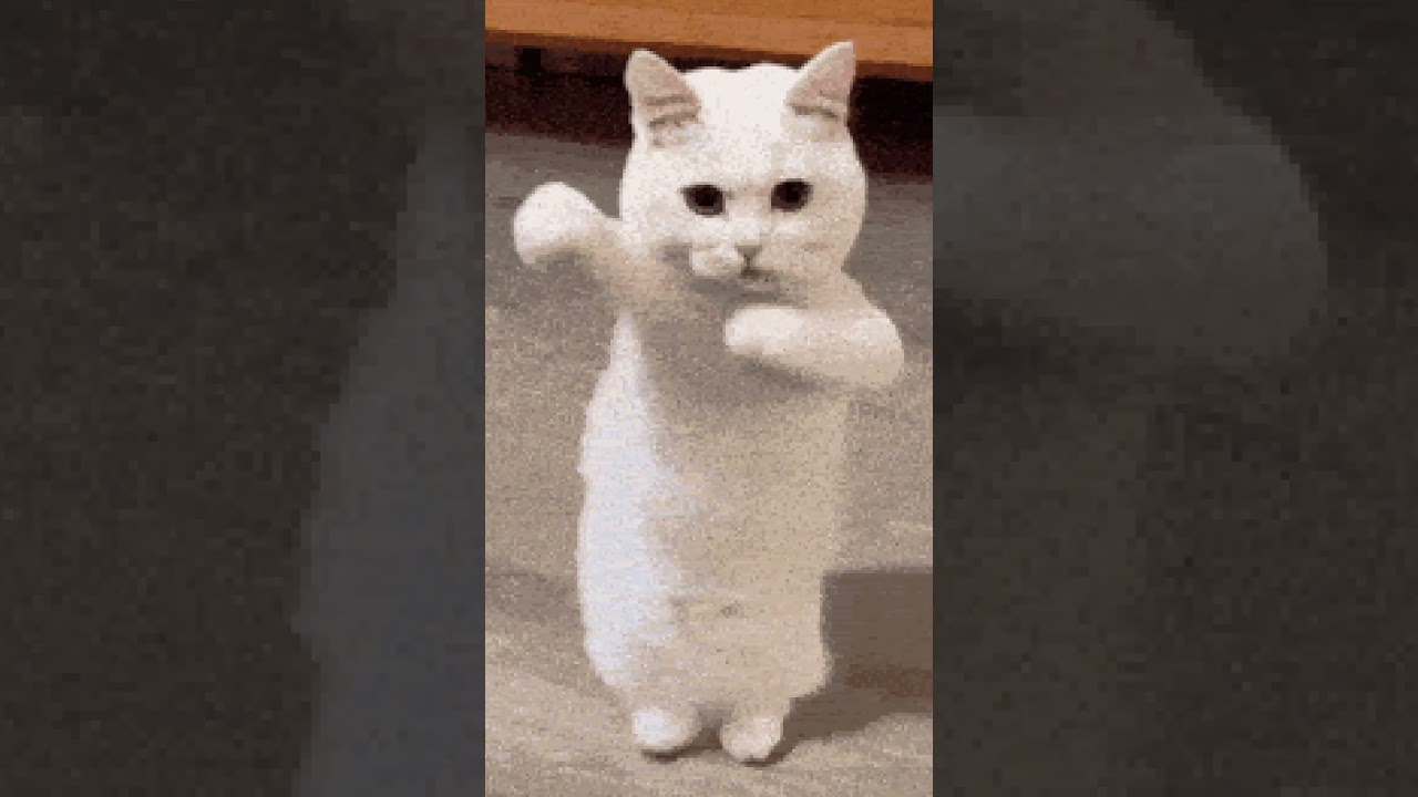 Cat dance
