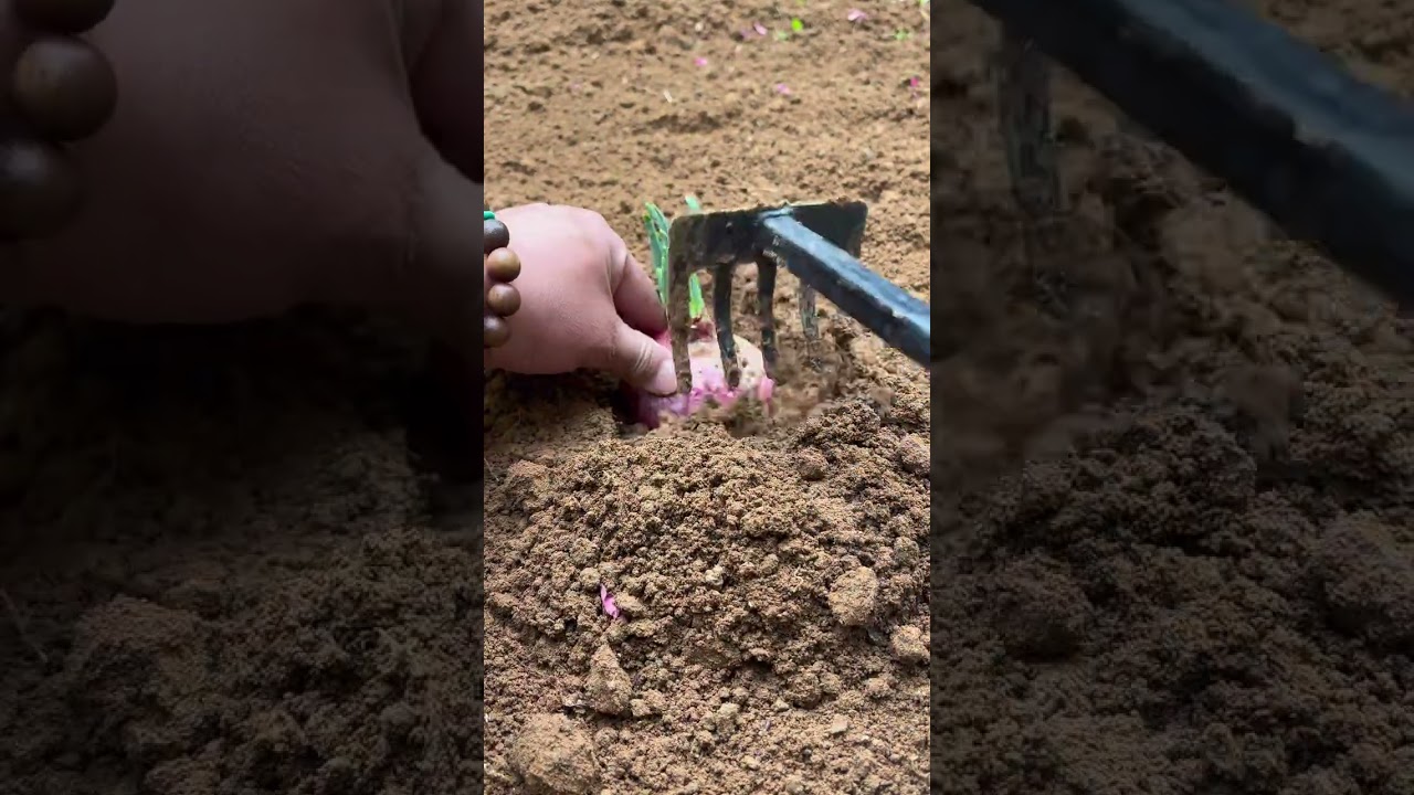 নিজ হাতে পেঁয়াজের রুপন #onion #gardening #foryou #plants #viralvideo