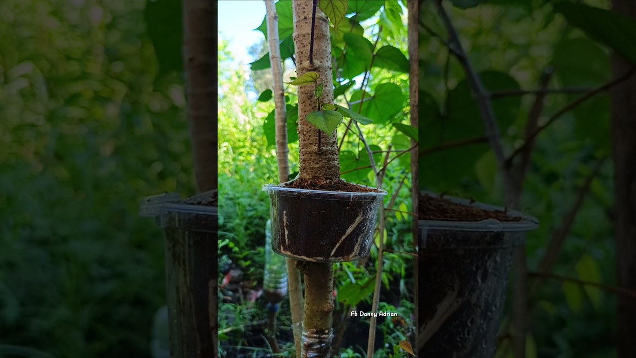 Simple Air Layering 🌳 #bonsaitree #gardening #airlayering #shorts