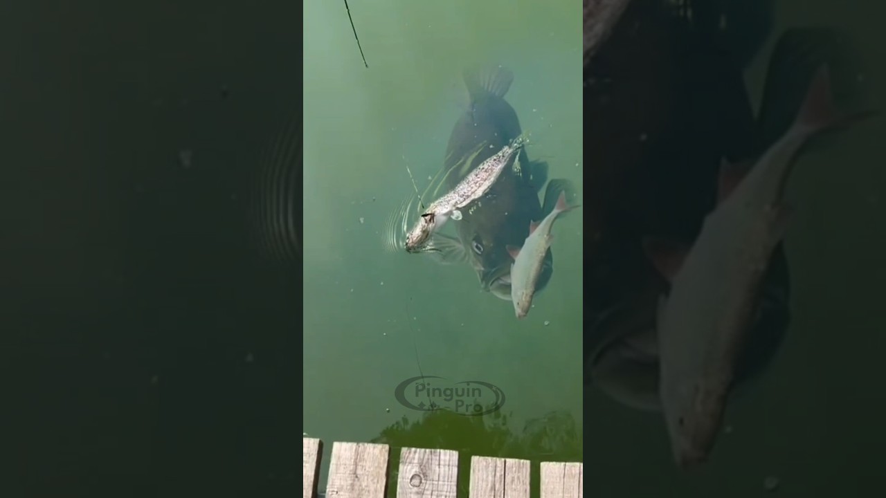 shocking ‼️that big fish surfaced #fishing #fishingvideo #bigfish
