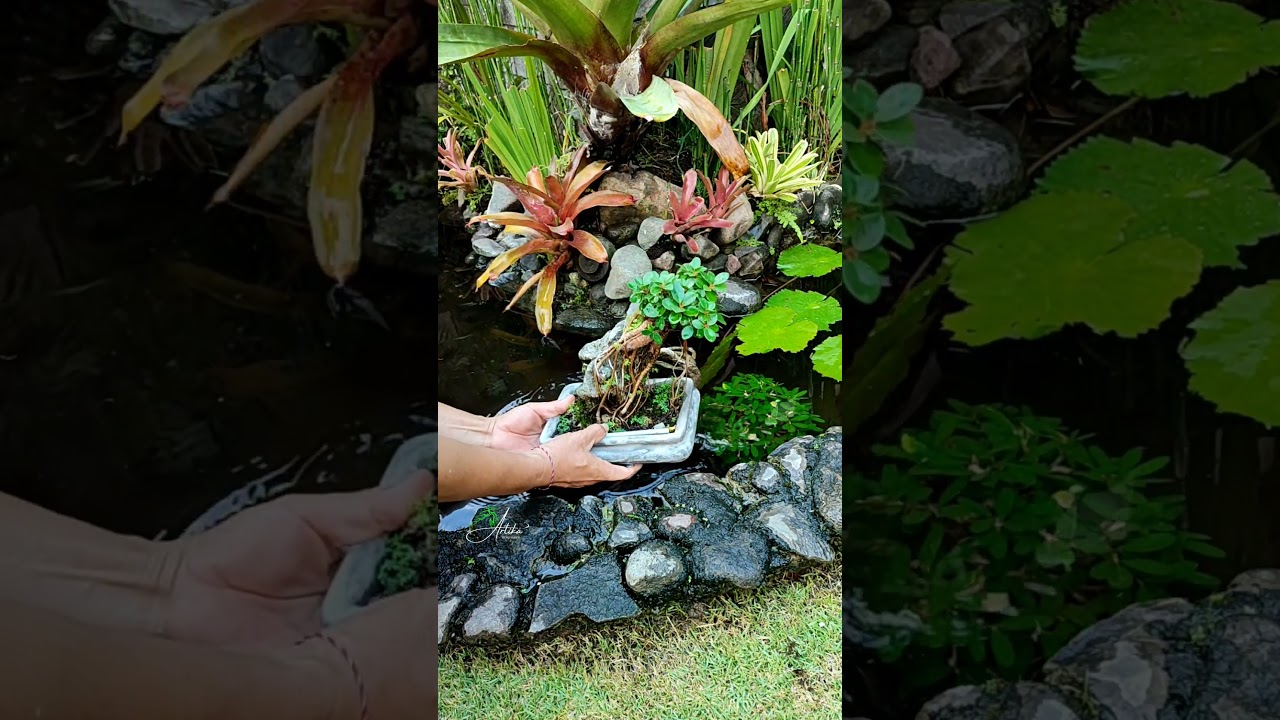 How to water bonsai 🌳‼️#asmr #bonsai #bonsaitree #garden #gardening #fruit #caraperawatanbonsai