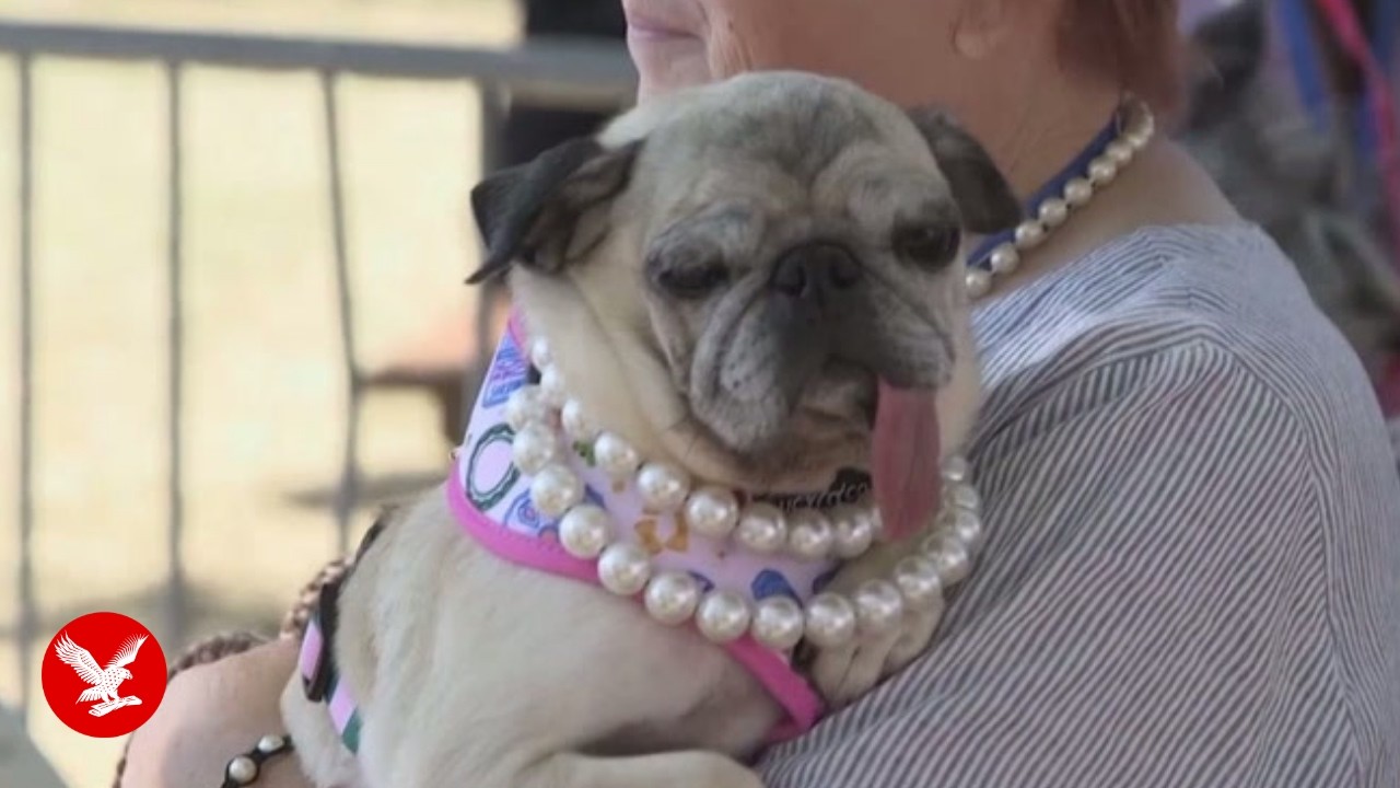 Pug crowned World’s Ugliest Dog in hilarious 50th anniversary contest