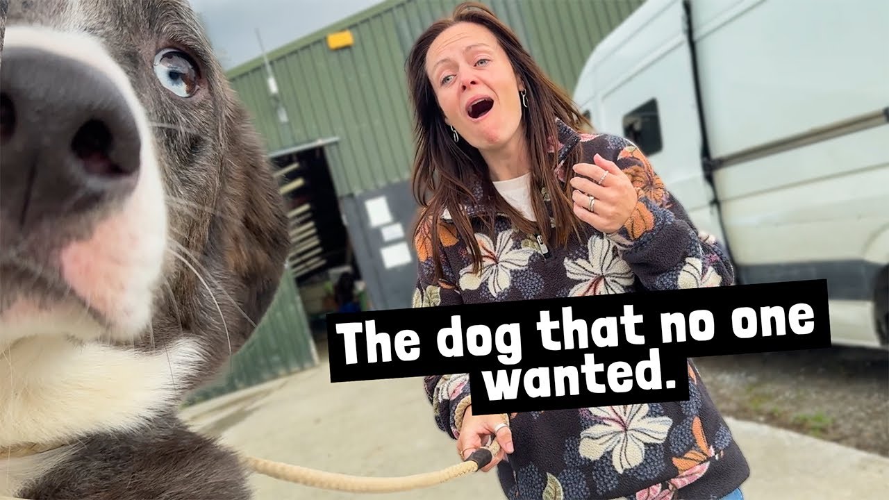 Rescue dogs AMAZING REACTION at a second chance!