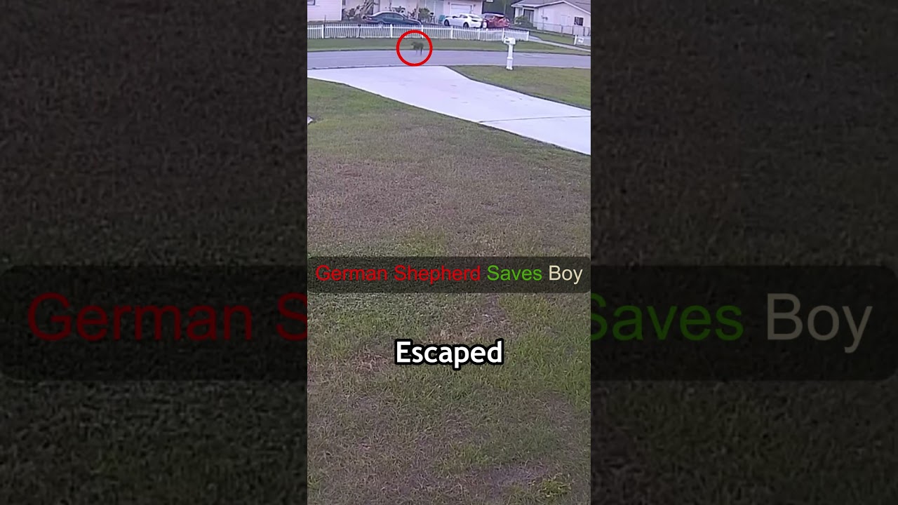 German Shepherd Jumps In to Save 6-Year-Old From Dog Attack!