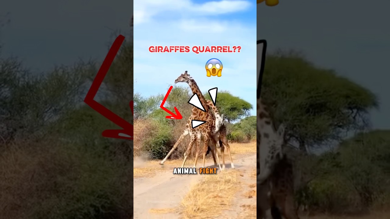 ‼️You Won’t Believe How Giraffes Fight Each Other! 🦒