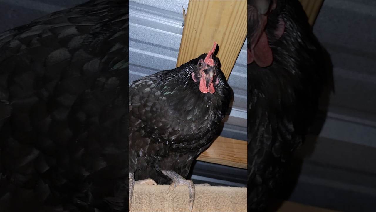 EGGS and Jail! 6-27 #backyardchickens #chicken #cuteanimals #homestead #vlog #coop #diy #ga #funny