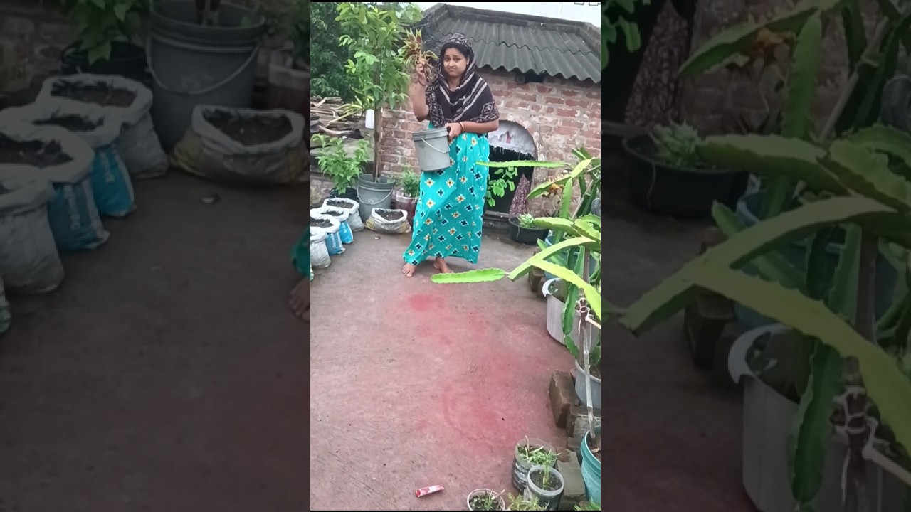 গাছগুলো ফেলেই দিতে হলো 😔 #youtubeshorts #shortvideo #shorts #gardening