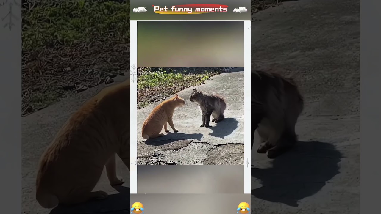 Nuzzles others for attention nonstop | #NuzzleFun #AttentionSeekers