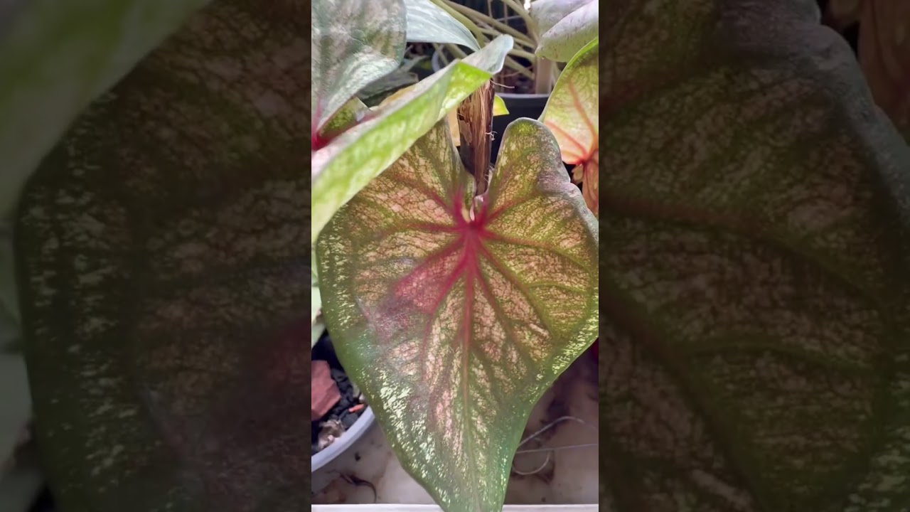 #nature #garden #foryou #trending #viral #nature #fyp #shortsfeed #shorts #everyone #highlights #yt
