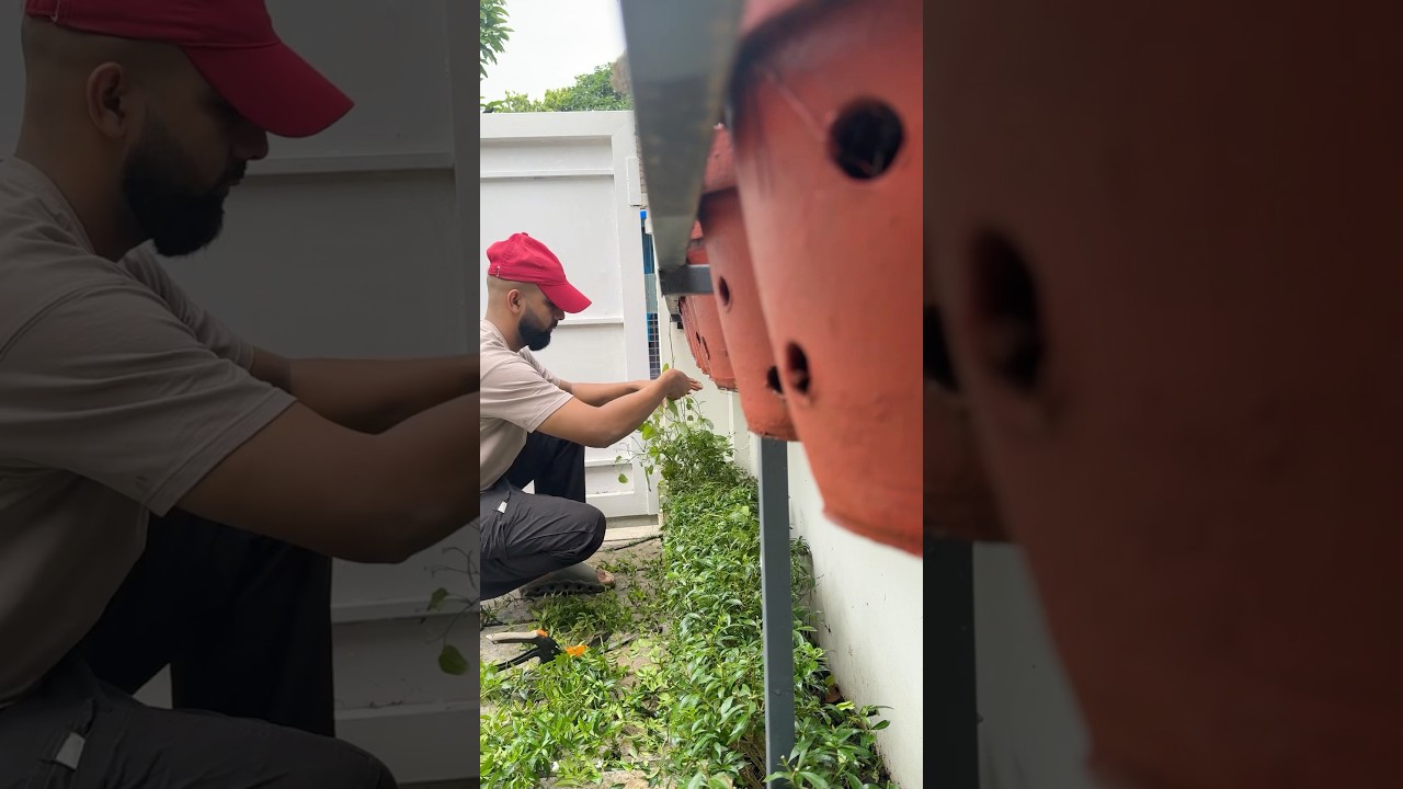 Mealy bugs ? Puzhu attack ? | garden routine #jishnuuthaman #gardening #garden #plants