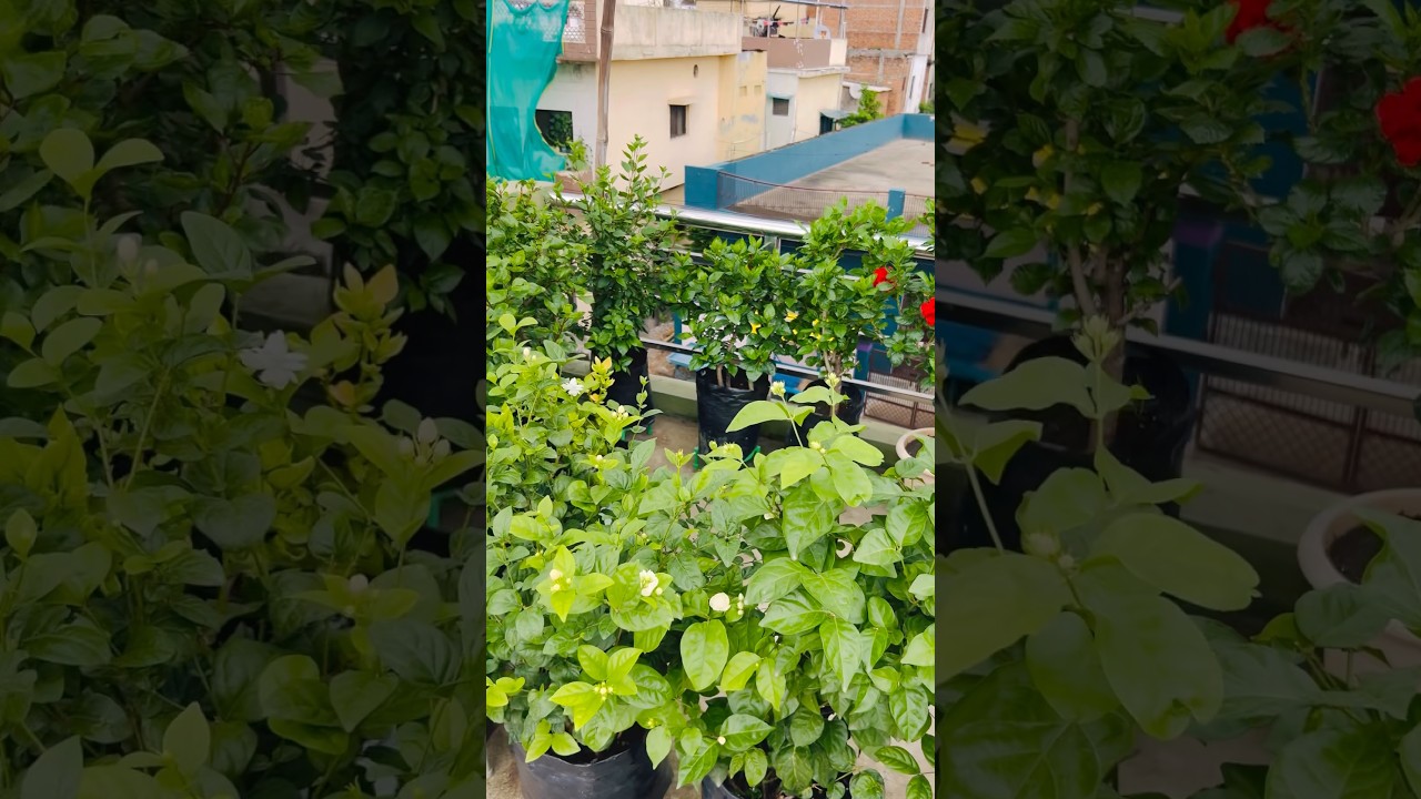 मेरा छोटा सा बाग़ीचा🧑‍🌾🪴🌿🧑🏻‍🌾🌸 #gardening #garden #shortsfeed #shorts #sawan #flowers