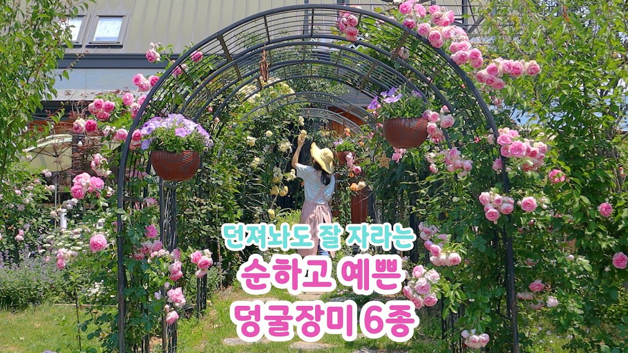 초보자도 쉽게 기를 수 있는 정원 덩굴장미 6종