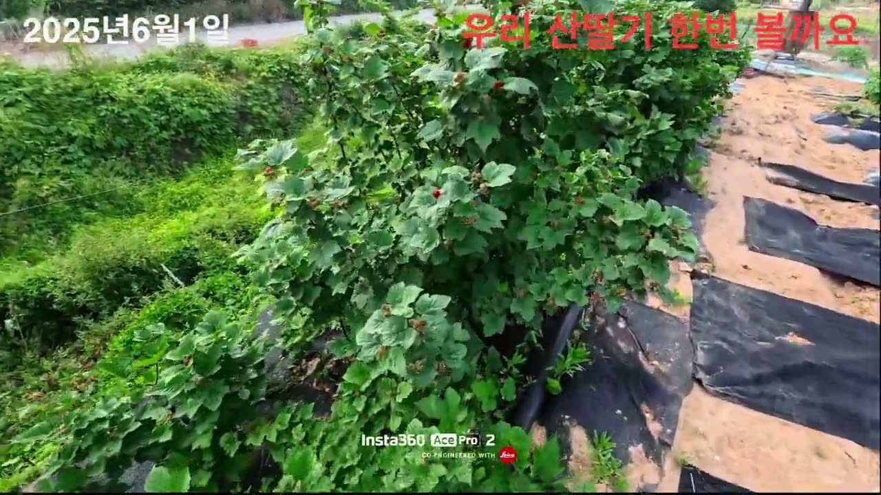 2025년 6월 3일