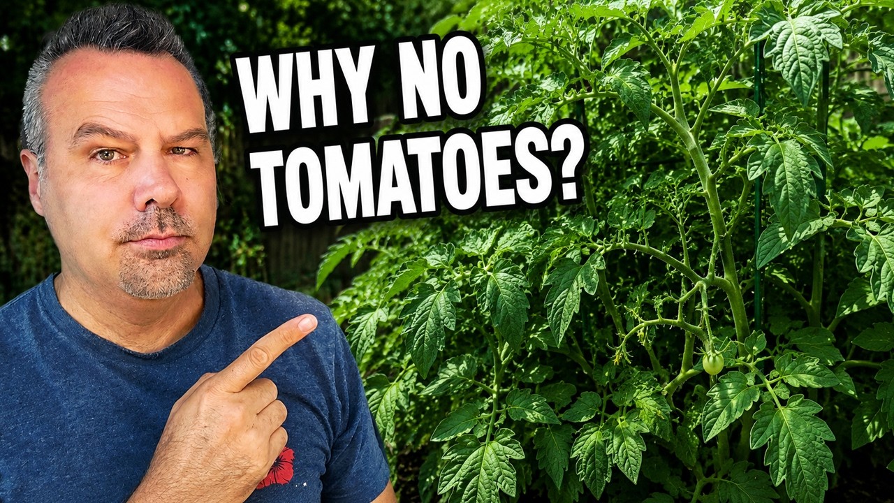 The Biggest Mistake Tomato Gardeners Make in Summer