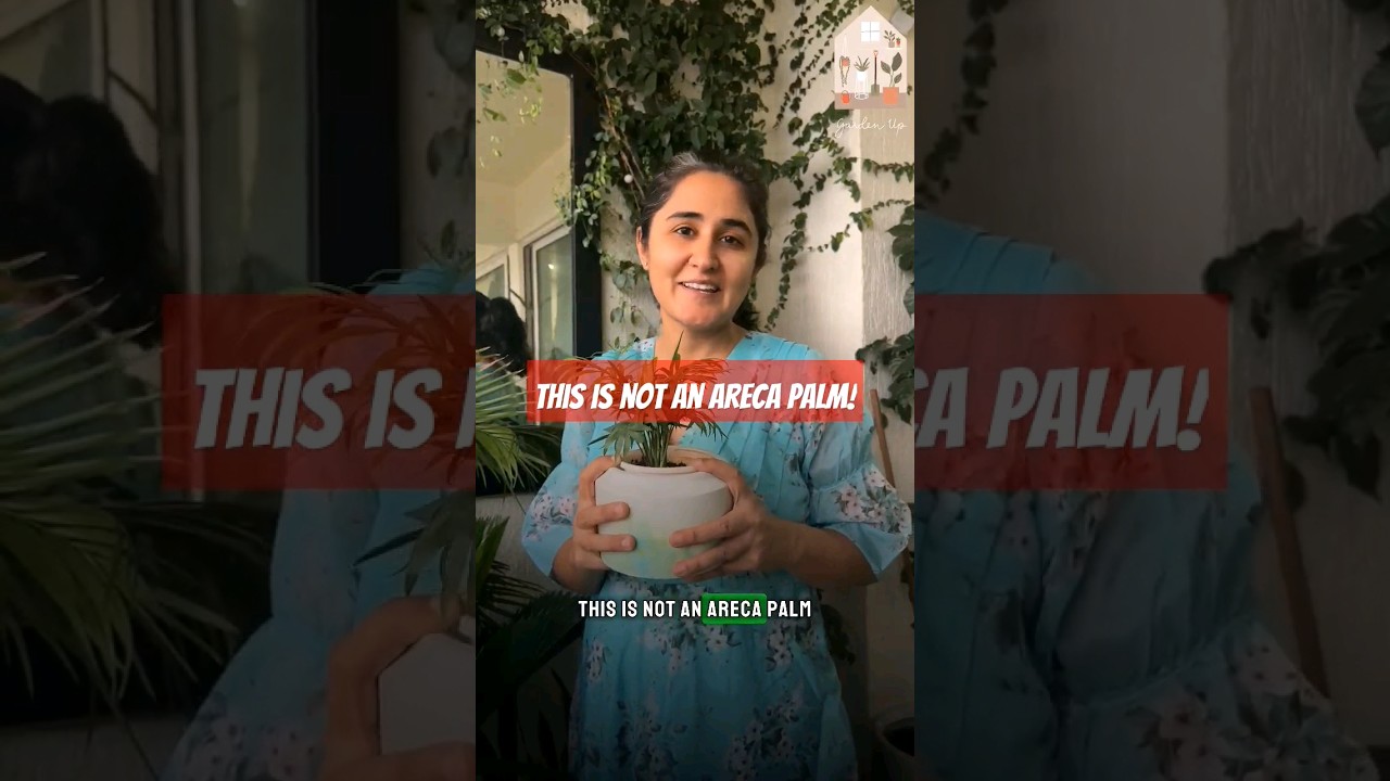 This is NOT Areca Palm! Then which plant is it? #gardenup #shorts #areca #plants