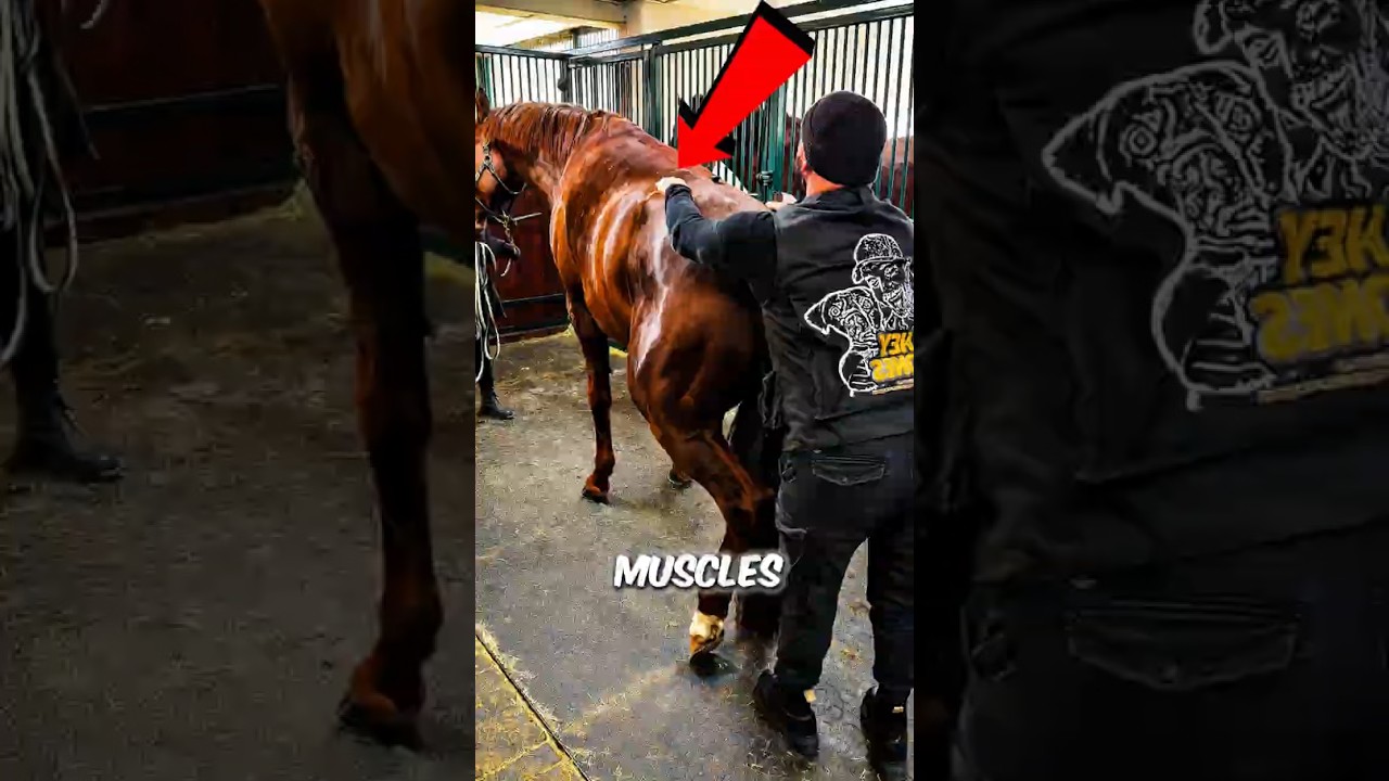 This Horse Couldn't Tell Anyone It Was in Pain 😳 #Animals  #HorseFacts #Nature