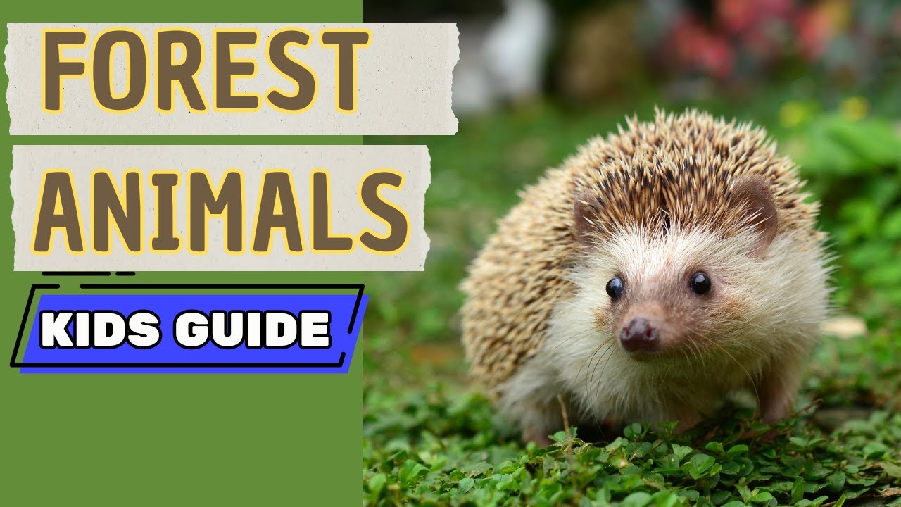 Animals That Live in the Forest | Kids Educational Nature Video
