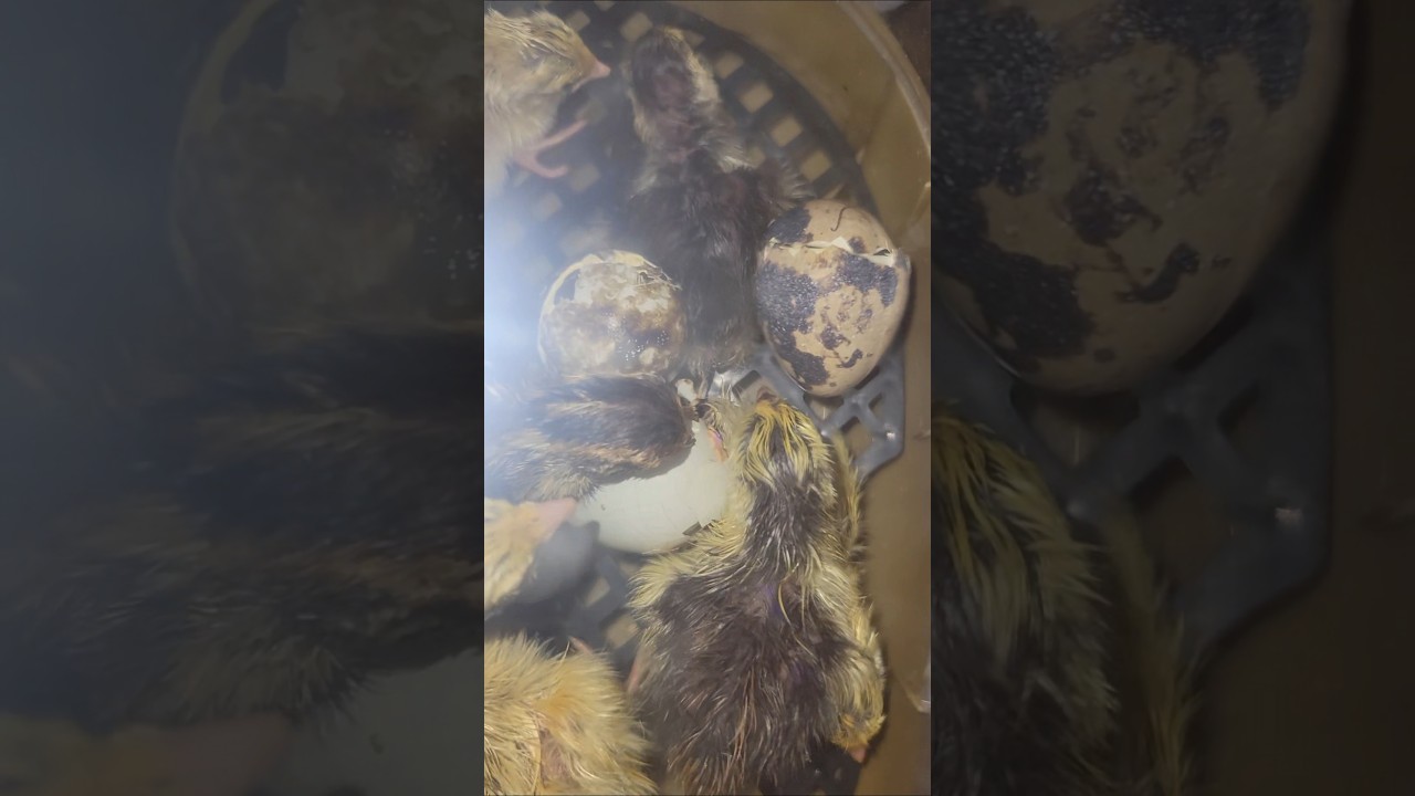 I shouldn't be LAUGHING 🤣 #coturnixquail #quail #quailchicks #babychicks #vlog #incubator #farming