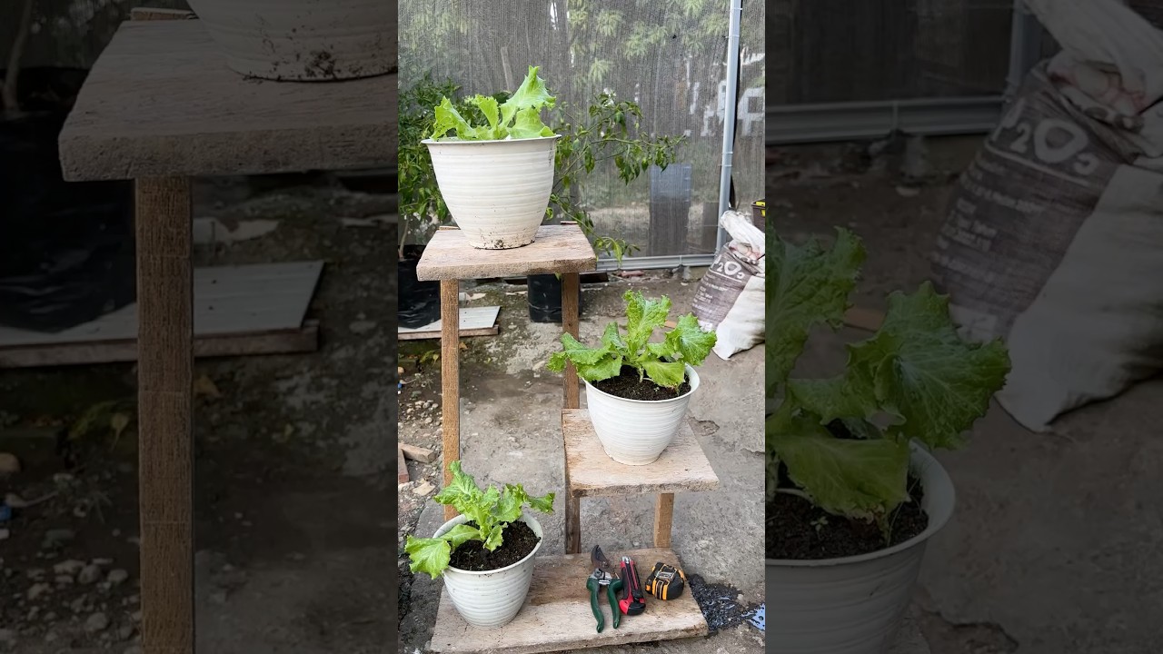No Budget? No Problem! DIY Plant Rack From Scrap Wood #gardening