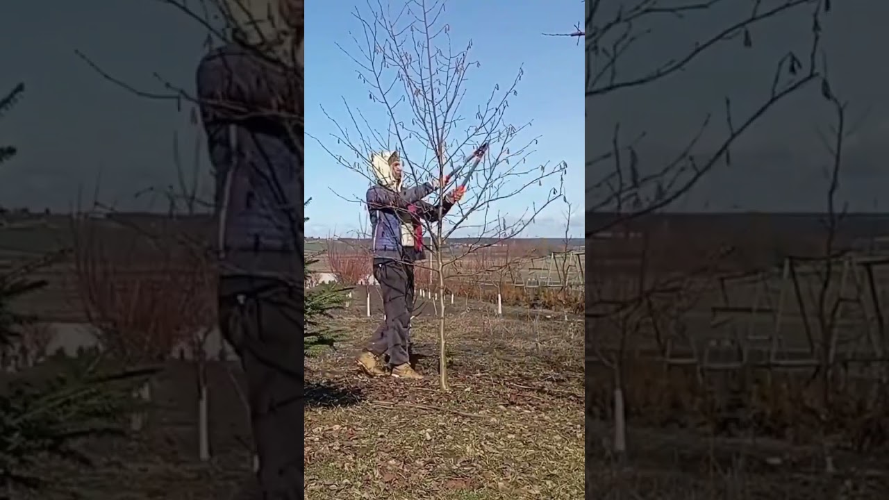Обрізка ліщини (фундука) #садівництво #сад #дача #горіх #обрізка #garden #gardening