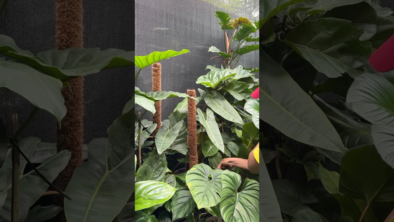 Feeding my tropical plants ! Do u feed ? #jishnuuthaman #garden #plants #home #tropicalgarden