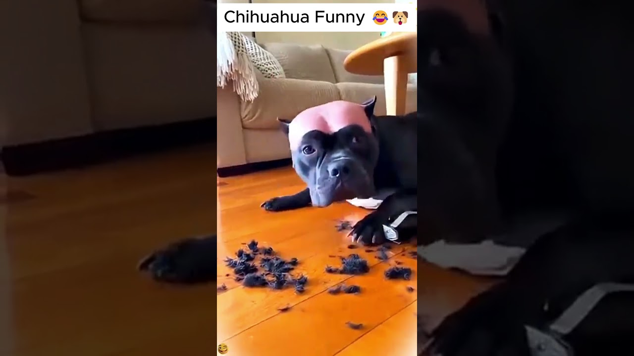 chihuahua Boss Unlocked Funny🐶🤣#pranks #pets #dogs #chihuahua #usa