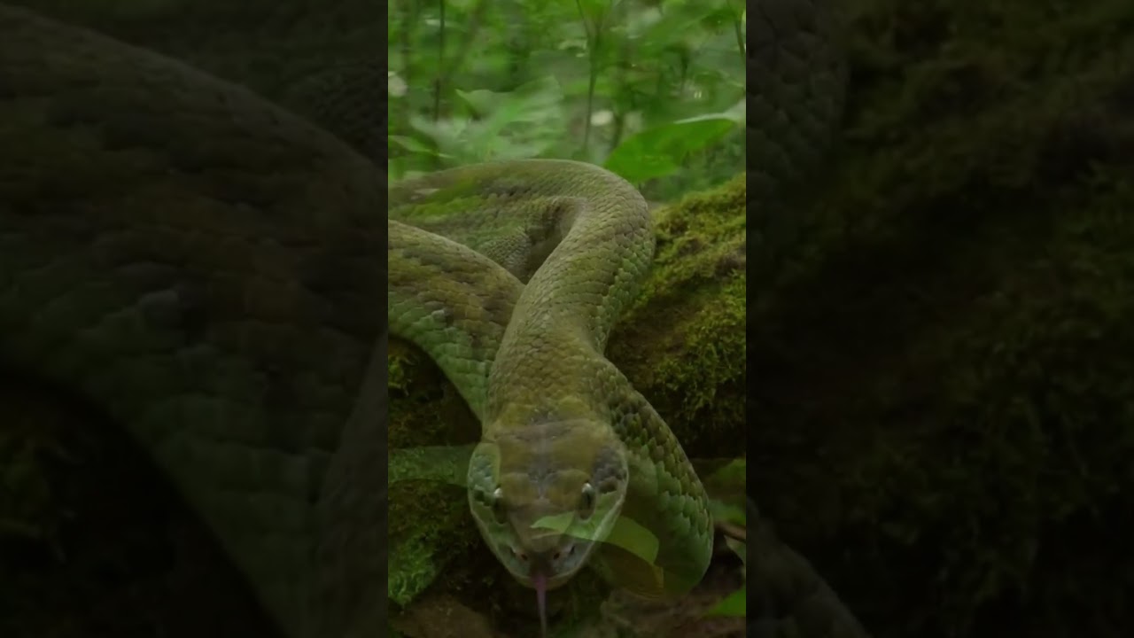 🐍 How Do Snakes Give Birth? The Truth Explained!