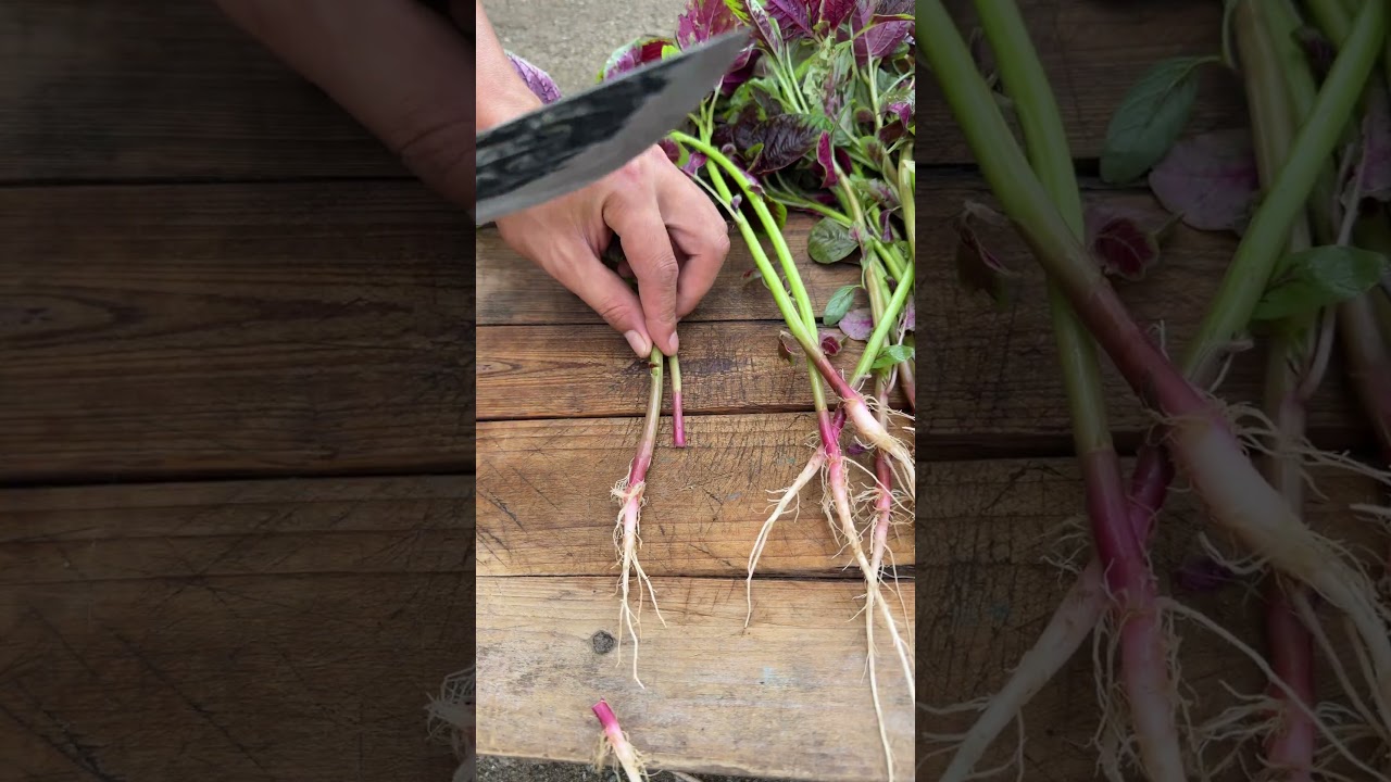 How to Cook Homegrown Fresh Vegetables?