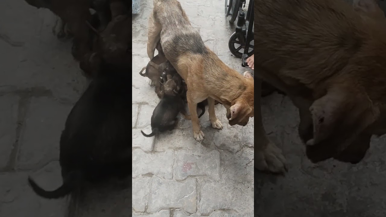 मां से सुंदर इस दुनिया में कुछ नहीं #pets #dog #love #cute #pets #highlights