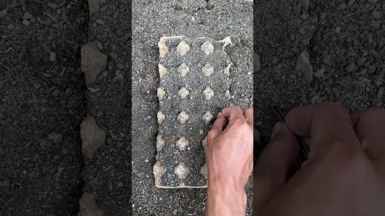 Turn an Egg Carton Into a Seed Starter #gardening #backyardgardening