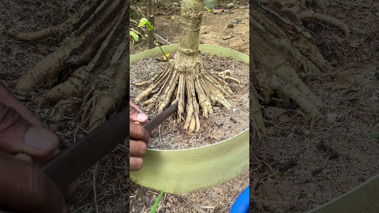 bonsai candidate root program #budidayatanaman #bonsai #garden