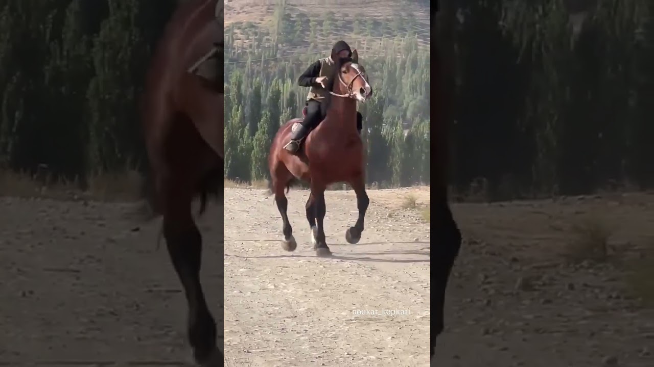 #newmusic #electronicmusic #horse  #лошади #equestrian #equestrian #аллоху #animals #erdik #music