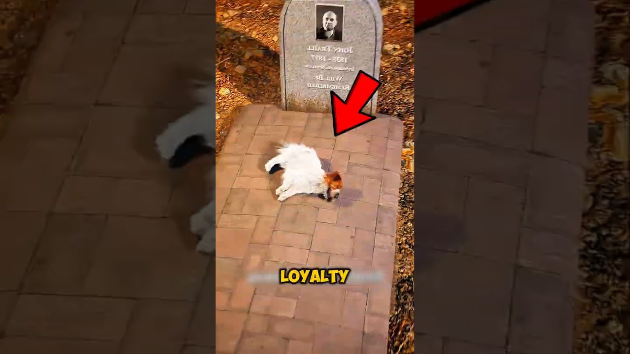 This Dog Waited at His Owner’s Grave for Years… 💔🐶