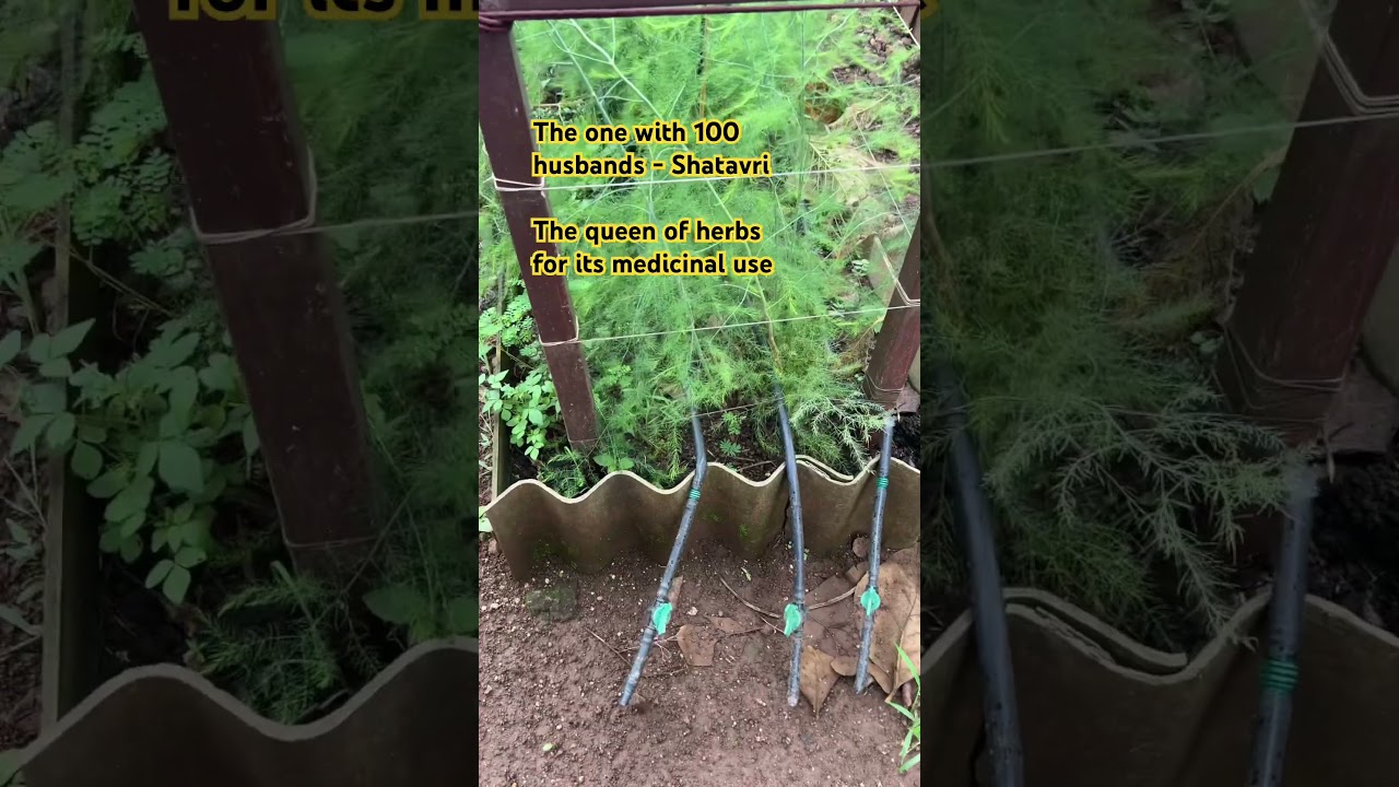 Here is a glimpse into some interesting plants growing in our country #weirdplants #discoverplants