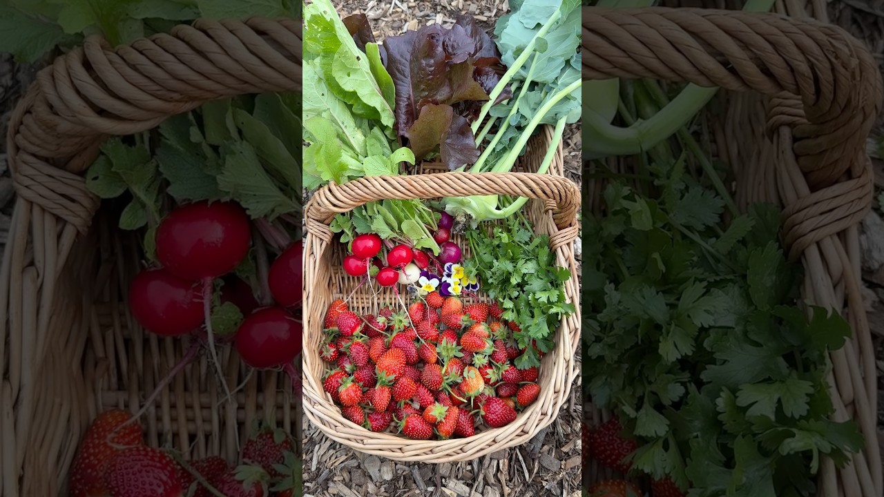 Garden Harvest with Strawberries #growyourownfood #gardening #maryland #harvest #gardentips