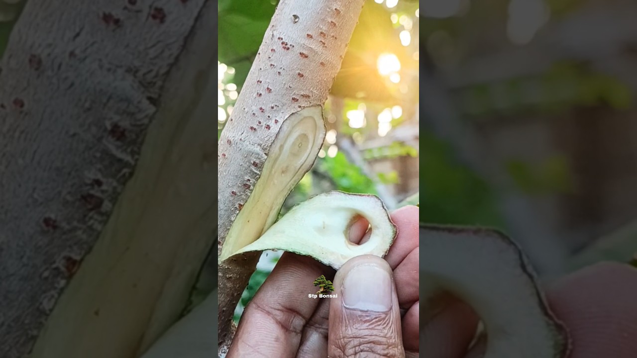 enjoy the grafting process which is full of art 🌿🌳#plants #garden #gardening #nature #craft #diy