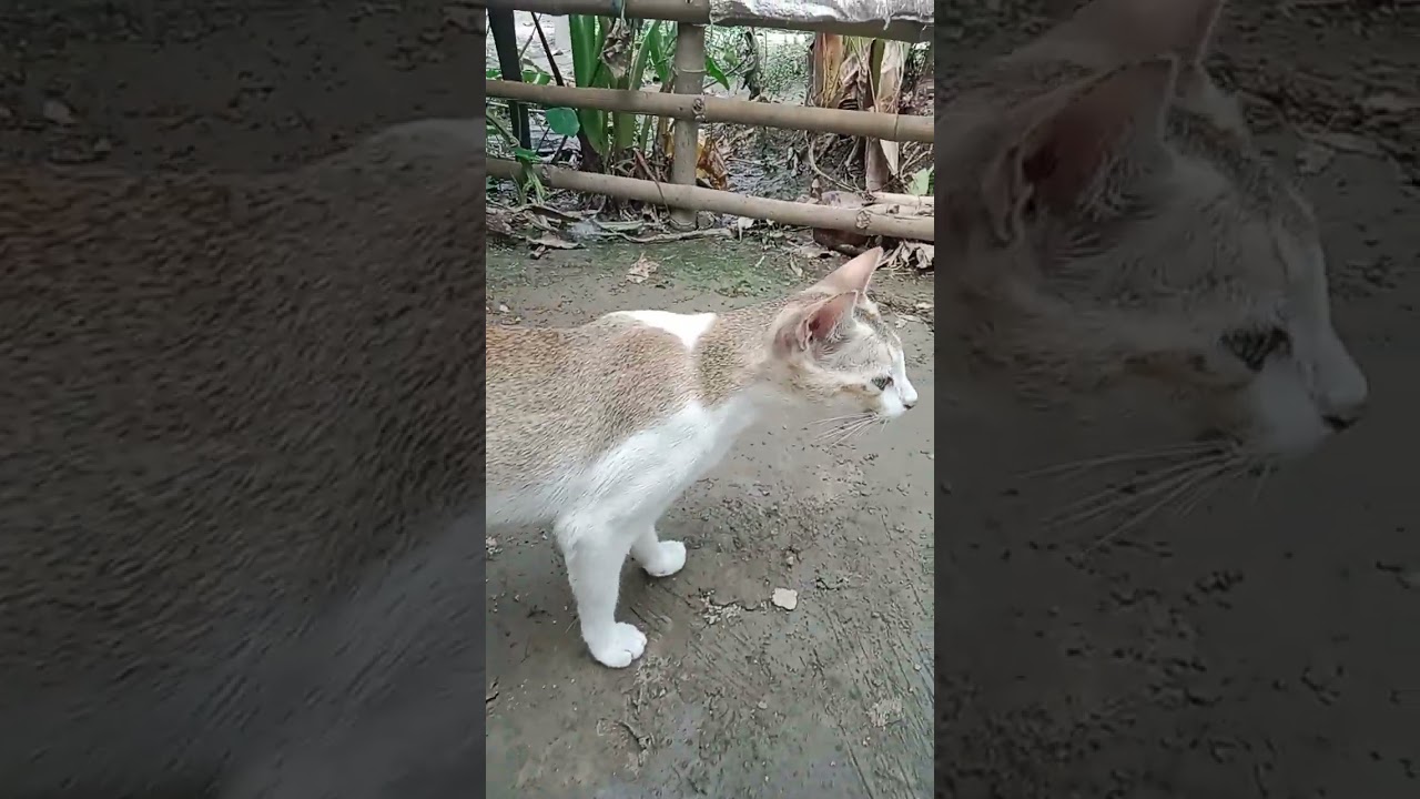 বিড়ালের মিউ ডাক brul dakবিড়াল #for #cute #funny #funny cat#nature বাচ্চাদের ভয় #bts b#cutebaby