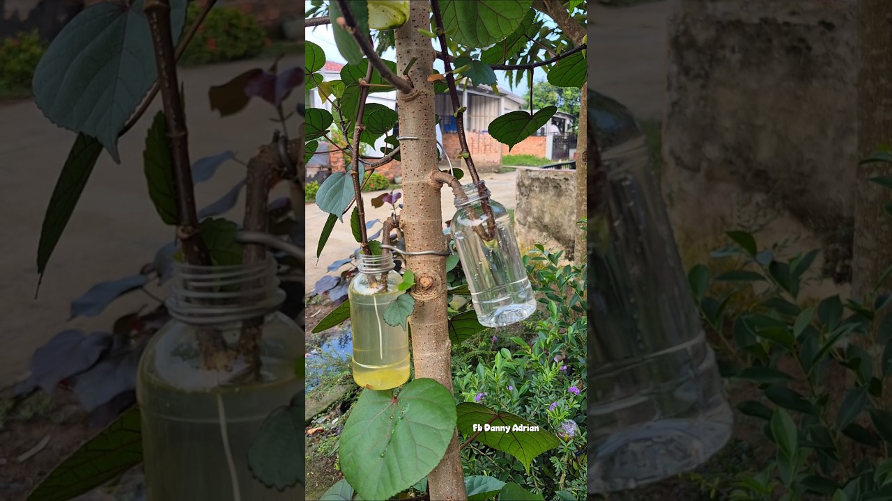 An easy way to propagate plants using water 🌳 #airlayering #gardening #nature #shorts