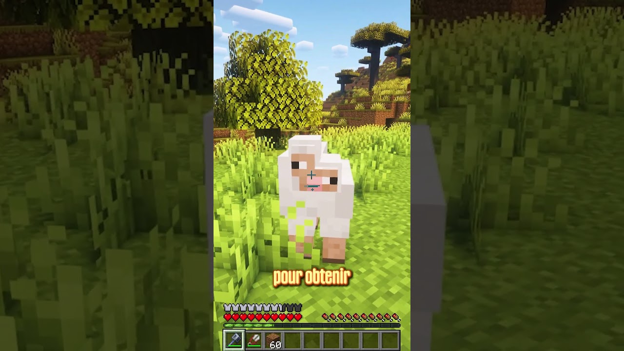 Le mouton va bien 🤣